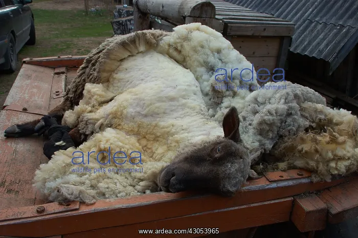 : Sheep traditionally sheared with scissors Latvia : Sheep traditionally sheared with scissors Latvia