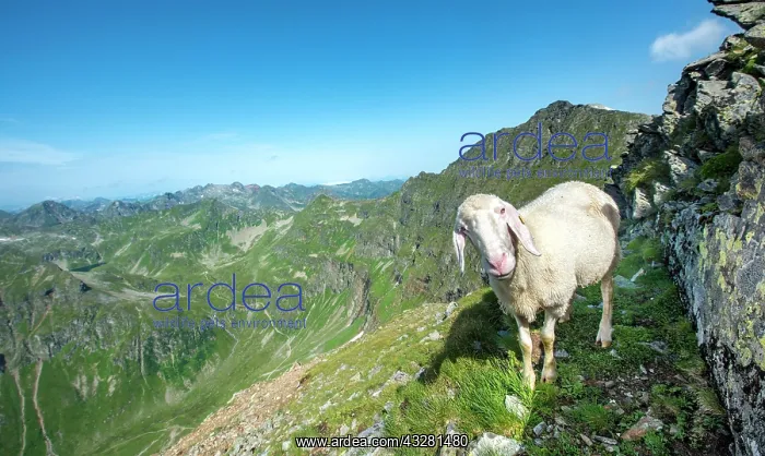 : Sheep on the trail to Hochgolling, Schladminger : Sheep on the trail to Hochgolling, Schladminger