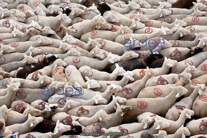 : Sheep transhumance Dauphine France : Sheep transhumance Dauphine France