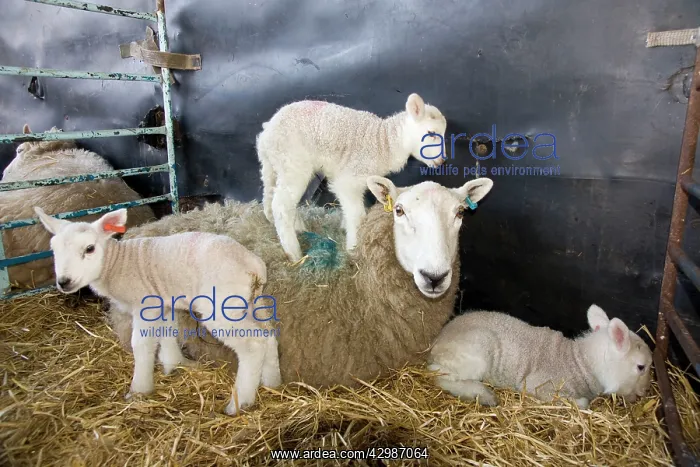  : Sheep - with triplet lambs in lambing pen
