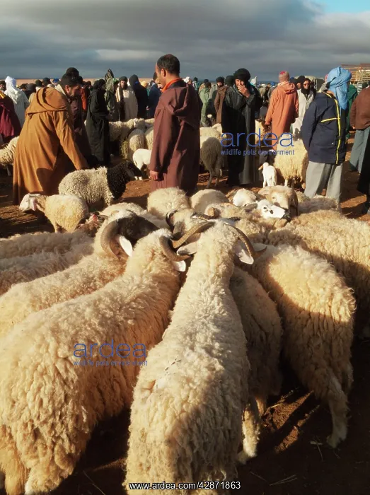 : Sheep - waiting for a buyer at the Saturday souk : Sheep - waiting for a buyer at the Saturday souk
