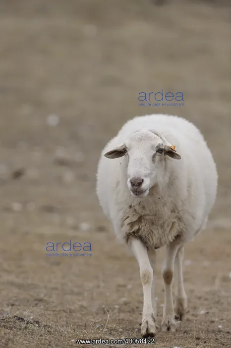 : Sheep walking in front Spain : Sheep walking in front Spain