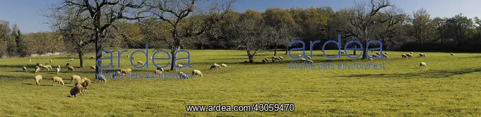 : Sheep and Walnuts in winter on a limestone plateau of Quercy : Sheep and Walnuts in winter on a limestone plateau of Quercy