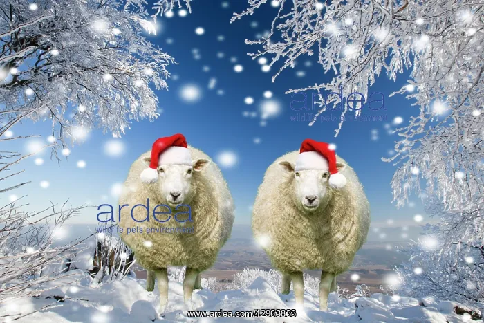 : Two sheep wearing Christmas hats under trees covered in snow : Two sheep wearing Christmas hats under trees covered in snow