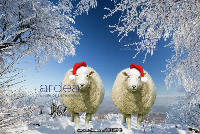 : Two sheep wearing Christmas hats under trees covered in snow : Two sheep wearing Christmas hats under trees covered in snow
