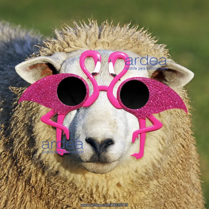 : Sheep, wearing flamingo glasses : Sheep, wearing flamingo glasses