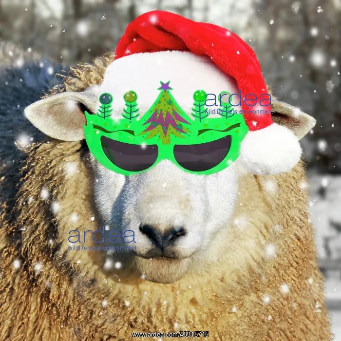 : Sheep - wearing red Christmas Santa hat and green : Sheep - wearing red Christmas Santa hat and green
