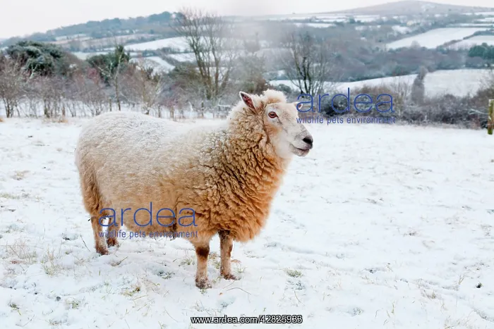 : Sheep in winter snow : Sheep in winter snow