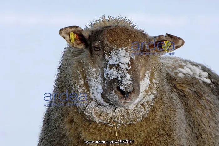 : Sheep - in winter snow : Sheep - in winter snow