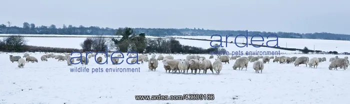 : Sheep - in winter snow : Sheep - in winter snow