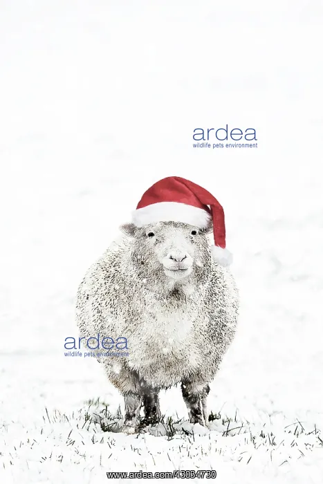: Sheep in winter snow wearing Christmas hat UK : Sheep in winter snow wearing Christmas hat UK