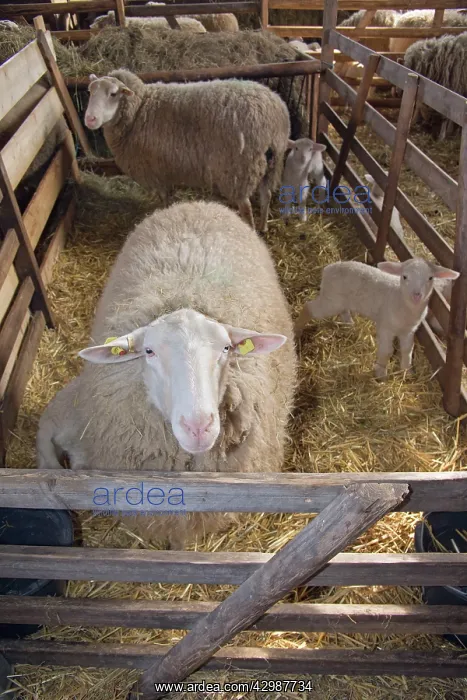 : Sheep in winter stall with lambs : Sheep in winter stall with lambs