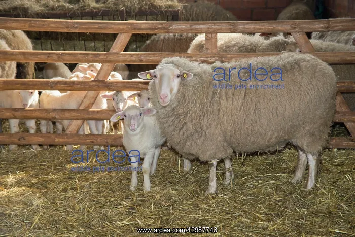 : Sheep in winter stall with lambs : Sheep in winter stall with lambs