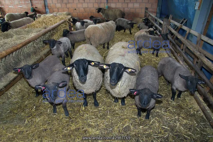 : Sheep in winter stall with lambs : Sheep in winter stall with lambs
