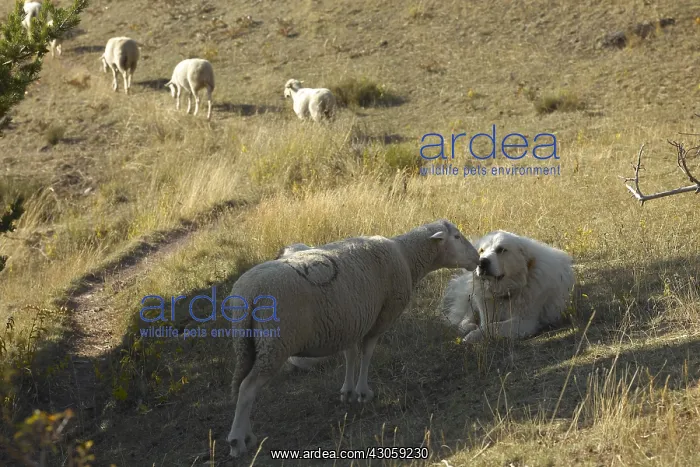 : Sheepdog and Ewe smelling eatch other Mercantour NP : Sheepdog and Ewe smelling eatch other Mercantour NP
