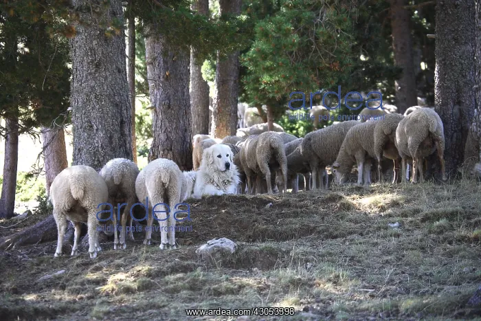 : Sheepdog guarding a flock of Sheeps : Sheepdog guarding a flock of Sheeps
