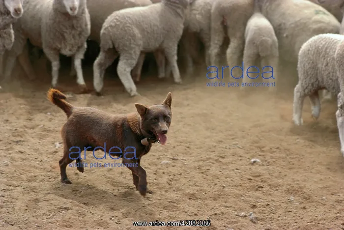 : Sheepdog: Kelpie helping to muster sheep : Sheepdog: Kelpie helping to muster sheep