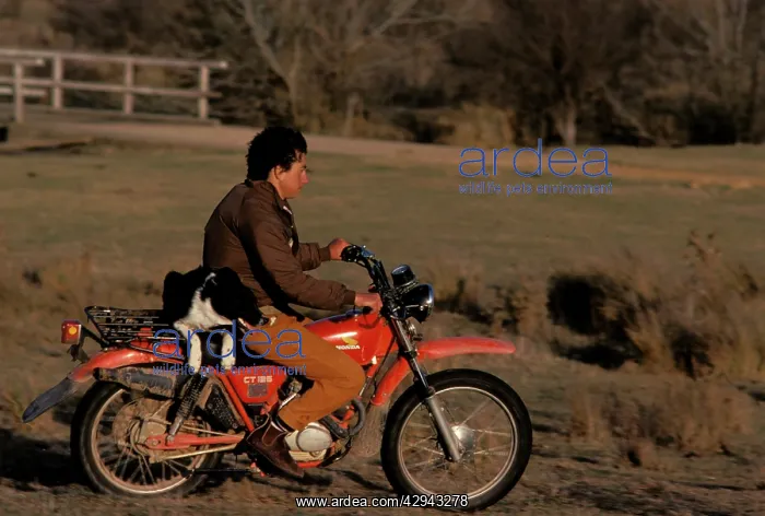 : Sheepdog on back of motorbike (Canis familiaris) : Sheepdog on back of motorbike (Canis familiaris)