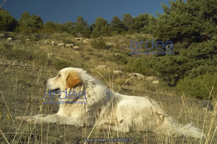 : Sheepdog watching laying in the grass Mercantour NP : Sheepdog watching laying in the grass Mercantour NP