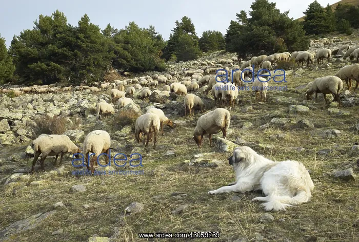 : Sheepdog watching a Sheeps herd Mercantour NP : Sheepdog watching a Sheeps herd Mercantour NP