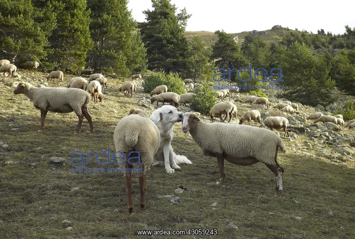 : Sheepdog watching a Sheeps herd Mercantour NP : Sheepdog watching a Sheeps herd Mercantour NP
