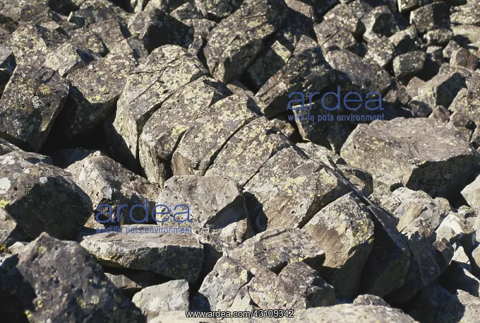 : Sheepeater Cliffs, Yellowstone : Sheepeater Cliffs, Yellowstone