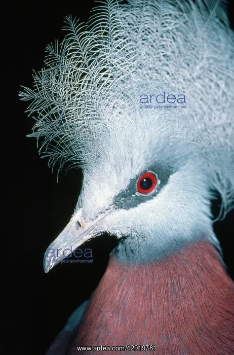 : Sheepmakers Crowned / Southern Crowned PIGEON - : Sheepmakers Crowned / Southern Crowned PIGEON -
