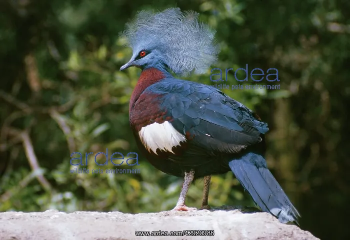 : Sheepmakers Crowned / Southern Crowned PIGEON : Sheepmakers Crowned / Southern Crowned PIGEON