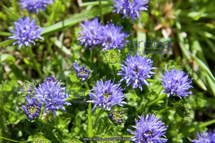 : Sheep's-bit scabious - in flower : Sheep's-bit scabious - in flower