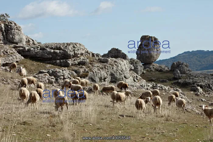 : Sheeps at chaos de Nimes le Vieux in the Cevennes NP France : Sheeps at chaos de Nimes le Vieux in the Cevennes NP France