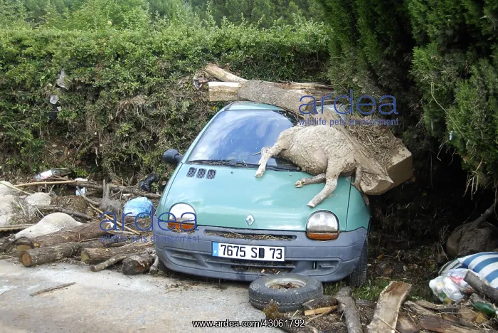: Sheeps dead after a flood in the Var France : Sheeps dead after a flood in the Var France