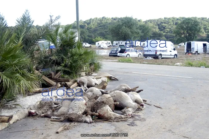 : Sheeps dead after a flood in the Var France : Sheeps dead after a flood in the Var France