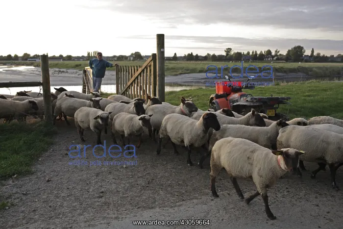 : Sheeps going in a meadow Le Val-Saint-Pere France : Sheeps going in a meadow Le Val-Saint-Pere France