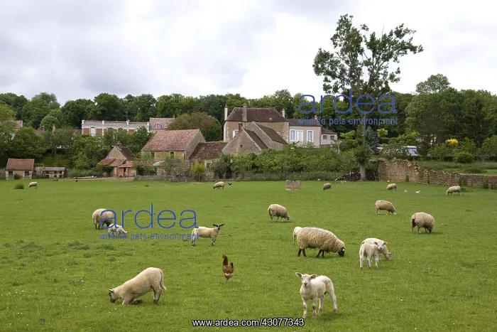 : Sheeps grazing with a Hen Bourgogne France : Sheeps grazing with a Hen Bourgogne France