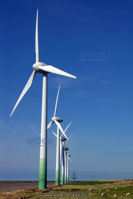 : Sheeps grazing in a polder under windmills Germany : Sheeps grazing in a polder under windmills Germany