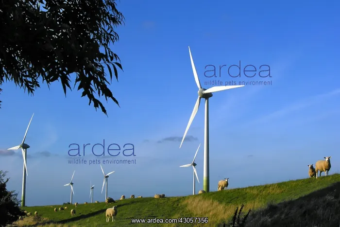 : Sheeps grazing in a polder under windmills Germany : Sheeps grazing in a polder under windmills Germany