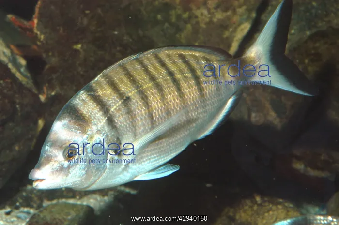 : Sheep's head / Sharp Snouted Sea Bream : Sheep's head / Sharp Snouted Sea Bream