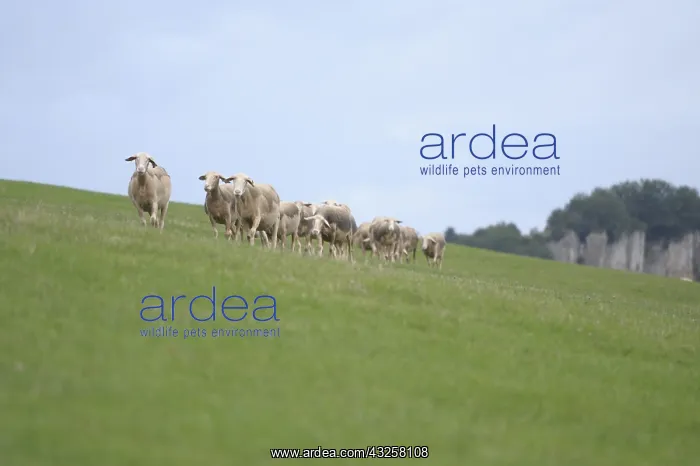 : Sheeps Lacaune walking in a meadow in France Lozere : Sheeps Lacaune walking in a meadow in France Lozere