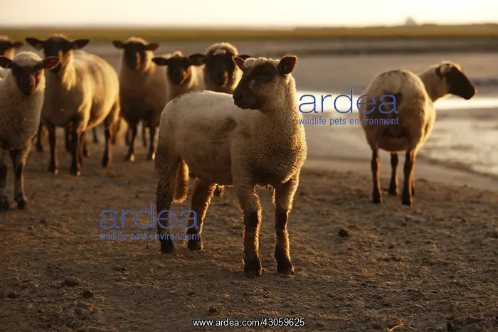  : Sheeps in the Mont-Saint-Michel bay France