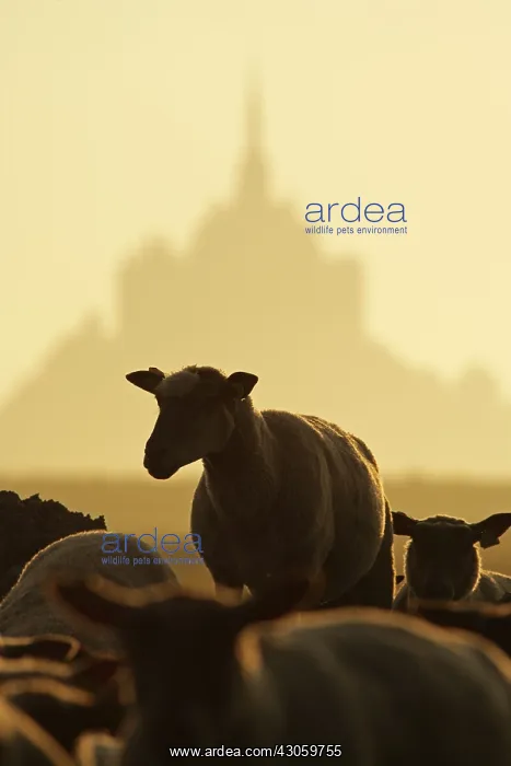 : Sheeps near the Mont-Saint-Michel at sunrise France : Sheeps near the Mont-Saint-Michel at sunrise France