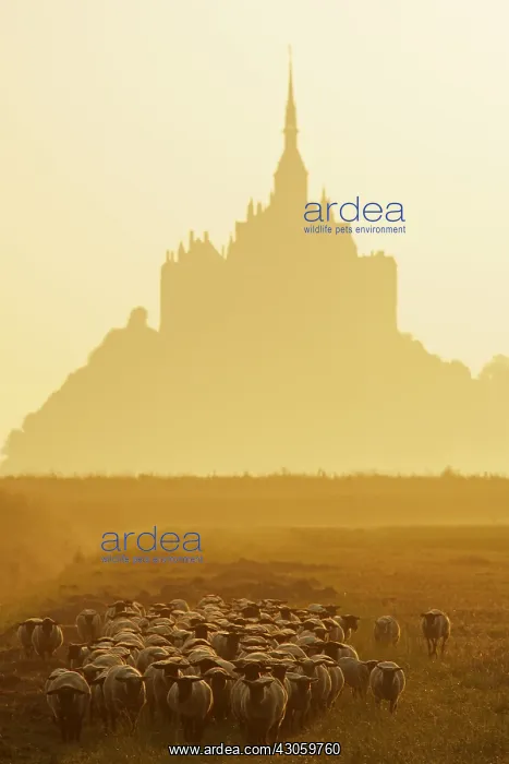 : Sheeps near the Mont-Saint-Michel at sunrise France : Sheeps near the Mont-Saint-Michel at sunrise France