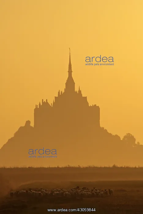 : Sheeps near the Mont-Saint-Michel at sunrise France : Sheeps near the Mont-Saint-Michel at sunrise France
