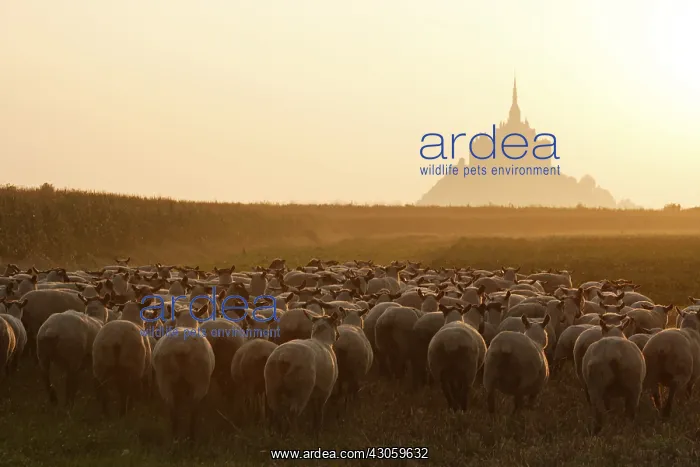 : Sheeps near the Mont-Saint-Michel at sunset France : Sheeps near the Mont-Saint-Michel at sunset France