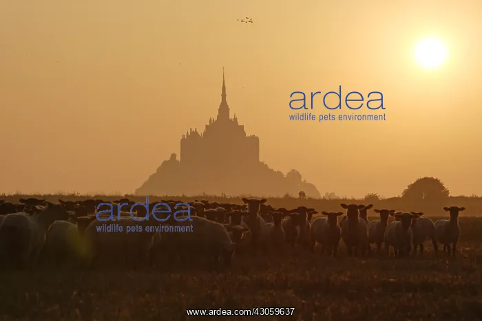 : Sheeps near the Mont-Saint-Michel at sunset France : Sheeps near the Mont-Saint-Michel at sunset France