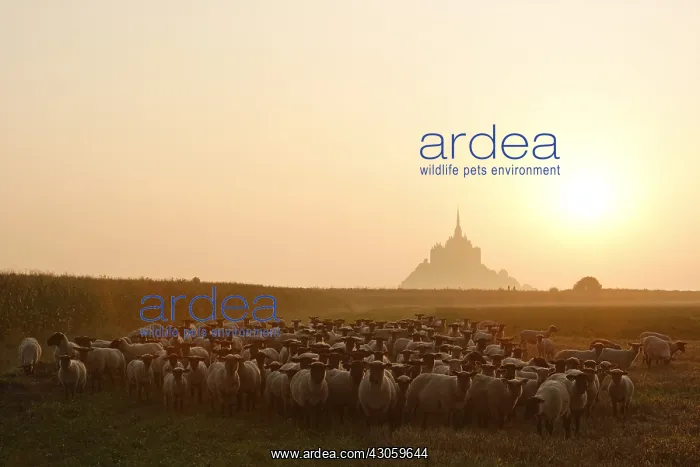 : Sheeps near the Mont-Saint-Michel at sunset France : Sheeps near the Mont-Saint-Michel at sunset France