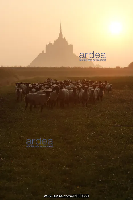 : Sheeps near the Mont-Saint-Michel at sunset France : Sheeps near the Mont-Saint-Michel at sunset France