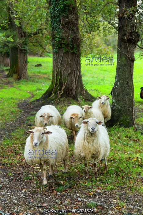 : Sheeps - Pagoeta Natural Park Basque Country Spain : Sheeps - Pagoeta Natural Park Basque Country Spain