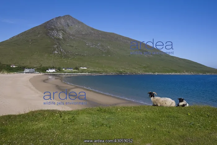 : Sheeps Scottish Blackface on Achill island in Irland : Sheeps Scottish Blackface on Achill island in Irland