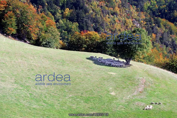 : Sheeps - sheltering in the shadow of a tree : Sheeps - sheltering in the shadow of a tree