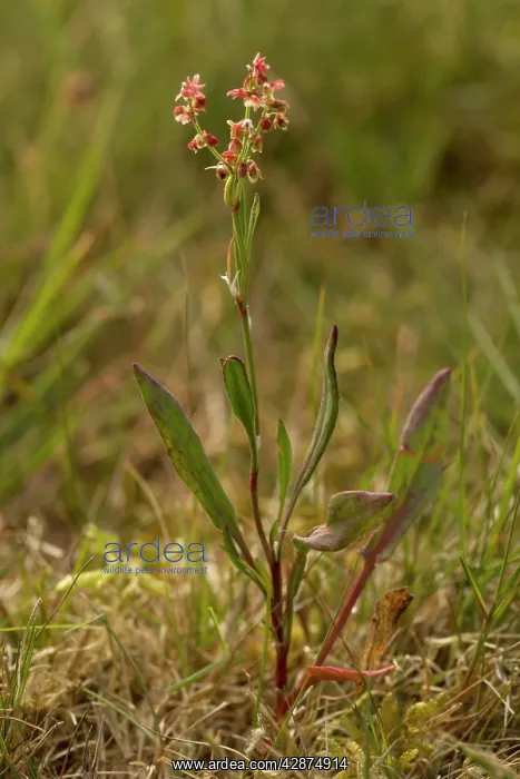  : Sheep's sorrel